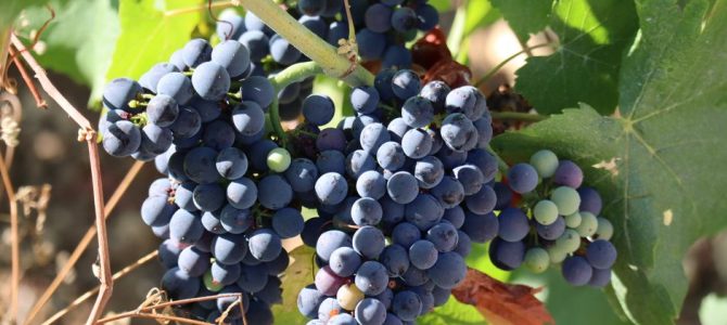 Kleurrijke kookkunsten: zomerfruit als decor in je keuken